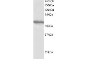 ABIN184982 staining (1µg/ml) of HepG2 lysate (RIPA buffer, 30µg total protein per lane).