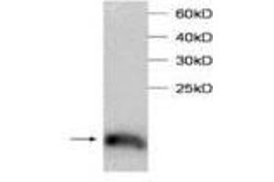 Image no. 1 for anti-Transcription Elongation Factor B (SIII), Polypeptide 2 (18kDa, Elongin B) (TCEB2) antibody (ABIN791478) (TCEB2 anticorps)