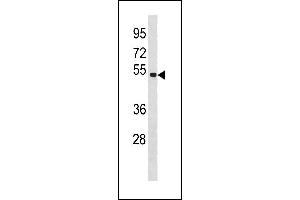 SPAG6 antibody  (C-Term)