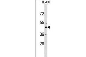 CHST10 Antibody (C-term) (ABIN1536848 and ABIN2849104) western blot analysis in HL-60 cell line lysates (35 μg/lane). (CHST10 anticorps  (C-Term))
