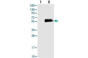 Western blot analysis of Lane 1: Negative control (vector only transfected HEK293T lysate), Lane 2: Over-expression Lysate (Co-expressed with a C-terminal myc-DDK tag (~3. (LACE1 anticorps)