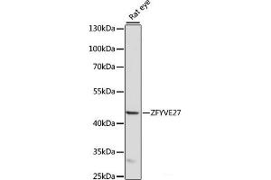 Western blot analysis of extracts of Rat eye using ZFYVE27 Polyclonal Antibody at dilution of 1:1000. (ZFYVE27 anticorps)