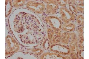 IHC image of ABIN7175604 diluted at 1:100 and staining in paraffin-embedded human kidney tissue performed on a Leica BondTM system.