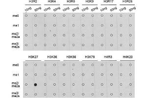 Dot Blot (DB) image for anti-Histone H3 (H3) (H3K27me) antibody (ABIN3023266)
