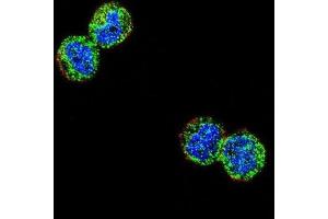 Immunofluorescence (IF) image for anti-Nuclear Factor of kappa Light Polypeptide Gene Enhancer in B-Cells Inhibitor-Like 1 (NFKBIL1) antibody (ABIN2995777) (NFKBIL1 anticorps)
