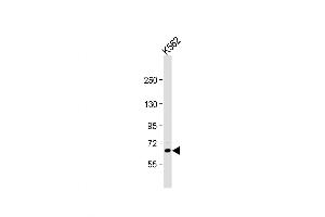 Western Blot at 1:1000 dilution + K562 whole cell lysate Lysates/proteins at 20 ug per lane.