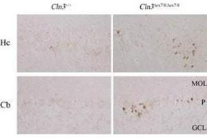 Wild-type (Cln3+/+) or homozygous Cln3Äex7/8 (Cln3Äex7/8/Äex7/8) paraffin-embedded brain sections immunostained for the LC3 protein (ABIN388473 and ABIN2849528) LC3 antibody.
