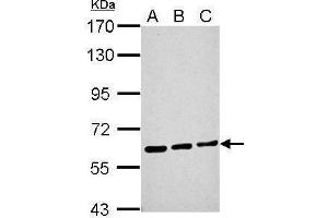 WB Image Sample (30 ug of whole cell lysate) A: NIH-3T3 B: JC C: BCL-1 7.
