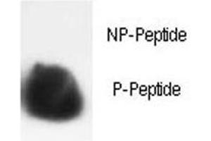 Dot blot analysis of phospho-Histone H3 antibody.