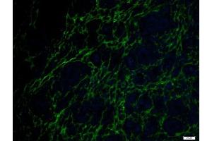 Paraformaldehyde-fixed, paraffin embedded rat uterus, Antigen retrieval by boiling in sodium citrate buffer (pH6) for 15min, Block endogenous peroxidase by 3% hydrogen peroxide for 30 minutes, Blocking buffer (normal goat serum) at 37°C for 20min, Antibody incubation with 	ETL/ELTD1 Polyclonal Antibody, Unconjugated  at 1:500 overnight at 4°C, followed by a conjugated secondary Goat Anti-Rabbit IgG, Cy3 conjugated-FITC)used at 1:200 dilution for 40 minutes at 37°C and DAPI staining.