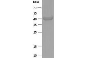 Western Blotting (WB) image for Tumor Protein P53 (TP53) (AA 1-391) protein (His tag) (ABIN7125562)