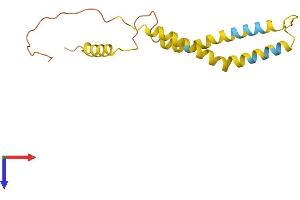 AlphaFold protein structure predicition of Human Recombinant OCIAD2 Protein, UniprotID Q56VL3