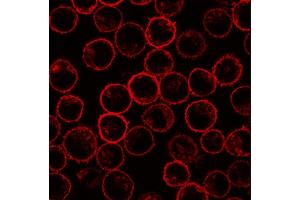 Immunofluorescence staining of PLSCR1 in rat basophilic leukemia (RBL) cell line using 13A6 (Tec-23) antibody. (PLSCR1 anticorps)