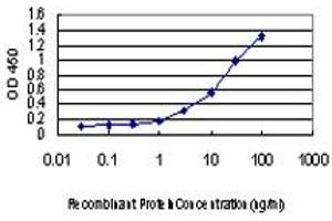 Detection limit for recombinant GST tagged LMO3 is approximately 0. (LMO3 anticorps  (AA 91-146))