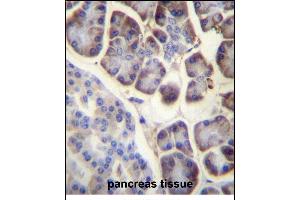 RPL34 Antibody (Center) (ABIN657131 and ABIN2846275) immunohistochemistry analysis in formalin fixed and paraffin embedded human pancreas tissue followed by peroxidase conjugation of the secondary antibody and DAB staining.