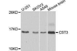 Western blot analysis of extracts of various cells, using CST3 antibody. (CST3 anticorps)
