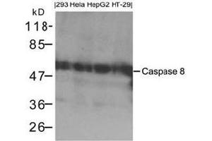 Western blot analysis of extracts from 293, Hela, HepG2 and HT-29 cells using Caspase 8. (Caspase 8 anticorps  (AA 217-221))