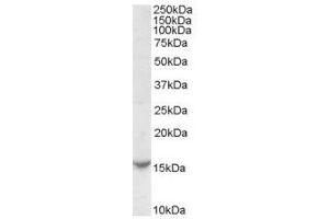 Image no. 1 for anti-T-Cell Leukemia/lymphoma 1A (TCL1A) (Internal Region) antibody (ABIN374885) (TCL1A anticorps  (Internal Region))