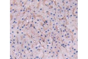 Used in DAB staining on fromalin fixed paraffin- embedded adrenal gland tissue (LRP1B anticorps  (AA 31-194))