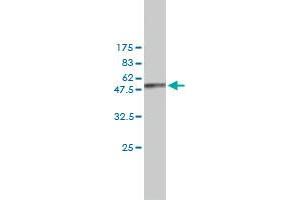 Western Blot detection against Immunogen (42.