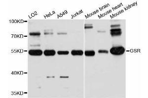 Western blot analysis of extracts of various cell lines, using GSR antibody. (Glutathione Reductase anticorps  (AA 273-522))