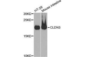 Western blot analysis of extracts of various cell lines, using CLDN3 antibody.