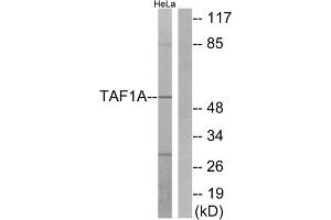 Western blot analysis of extracts from HeLa cells, using TAF1A antibody. (TAF1A anticorps  (Internal Region))