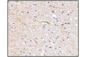 Immunohistochemical staining of human brain tissue using AP30769PU-N at 2.