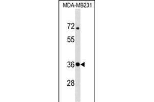 STX4 Antibody (Center) (ABIN1537824 and ABIN2850244) western blot analysis in MDA-M cell line lysates (35 μg/lane). (Syntaxin 4 anticorps  (AA 132-160))