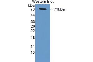 Figure. (PSMD4/ASF anticorps  (AA 1-377))