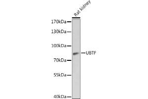 Western blot analysis of extracts of Rat kidney, using UBTF antibody  at 1:1000 dilution.
