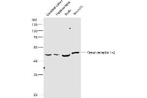 Lane 1: Mouse cerebral cortex lysates Lane 2: Mouse hippocampus lysates Lane 3: Mouse brain lysates Lane 4: rat Brain lysates probed with Orexin receptor 1+2 Polyclonal Antibody, Unconjugated  at 1:500 dilution and 4˚C overnight incubation. (OX1R/OX2R anticorps  (AA 321-425))