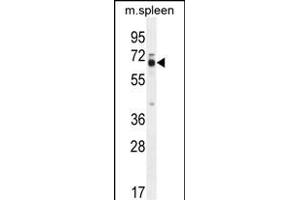 LMOD2 Antibody (N-term) (ABIN654322 and ABIN2844103) western blot analysis in mouse spleen tissue lysates (35 μg/lane). (Leiomodin 2 anticorps  (N-Term))