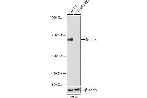Western blot analysis of extracts from wild type (WT) and Smad4 knockout (KO) 293T cells, using Smad4 antibody (ABIN7270340) at 1:1000 dilution. (SMAD4 anticorps)