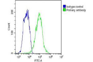 Overlay histogram showing HepG2 cells stained with Antibody (green line). (IGF2BP1 anticorps  (C-Term))