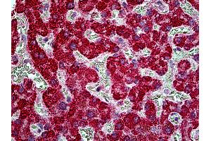 Anti-TBC1D10A antibody IHC of human liver. (TBC1D10A anticorps  (AA 2-14))