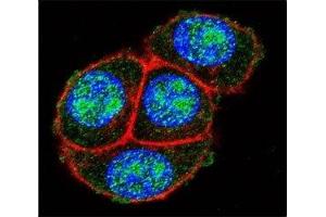 Confocal immunofluorescent analysis of GAPDH antibody with HeLa cells followed by Alexa Fluor 488-conjugated goat anti-rabbit lgG (green).