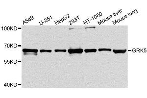 Western blot analysis of extracts of various cell lines, using GRK5 antibody. (GRK5 anticorps  (AA 371-590))