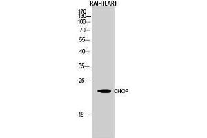 Western Blotting (WB) image for anti-DNA-Damage-Inducible Transcript 3 (DDIT3) (Internal Region) antibody (ABIN3183909) (DDIT3 anticorps  (Internal Region))