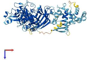 AlphaFold protein structure predicition of Mouse Recombinant Capn12 Protein, UniprotID Q9ER56