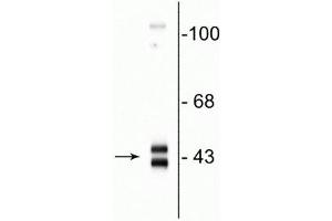 Western blot of rat hippocampal homogenate showing specific immunolabeling of the ~42-44 kDa ERK/MAPK protein. (MAPK1/2 (C-Term) anticorps)