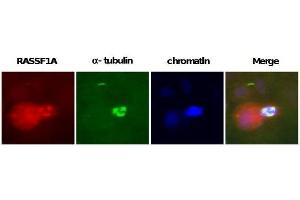 Image no. 2 for anti-Ras Association (RalGDS/AF-6) Domain Family Member 1 (RASSF1) (AA 1-340) antibody (ABIN165456)
