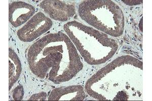 Image no. 15 for anti-TSC22 Domain Family, Member 1 (TSC22D1) antibody (ABIN1501535) (TSC22D1 anticorps)