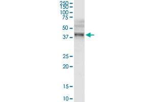 B3GNT3 MaxPab rabbit polyclonal antibody.