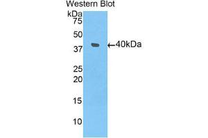 Western Blotting (WB) image for anti-Bone Morphogenetic Protein 10 (BMP10) (AA 315-424) antibody (ABIN3205472) (BMP10 anticorps  (AA 315-424))