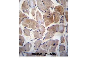 RPS6KC1 Antibody (N-term) (ABIN656394 and ABIN2845689) immunohistochemistry analysis in formalin fixed and paraffin embedded human skeletal muscle followed by peroxidase conjugation of the secondary antibody and DAB staining. (RPS6KC1 anticorps  (N-Term))