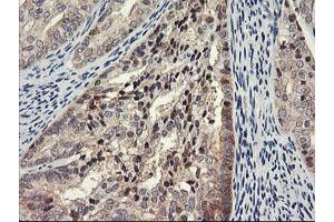 Image no. 7 for anti-Proteasome Subunit alpha 4 (PSMA4) antibody (ABIN1500457)