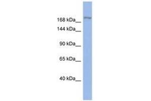 Image no. 1 for anti-Bromodomain Adjacent To Zinc Finger Domain, 1A (BAZ1A) (AA 1259-1308) antibody (ABIN6742324)