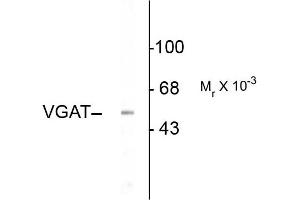 Western blots of rat hippocampal lysate showing specific immunolabeling of the ~53k VGAT protein. (SLC32A1 anticorps  (N-Term))