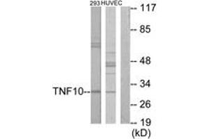 Western blot analysis of extracts from HuvEc cells/293 cells, using CD253 Antibody.